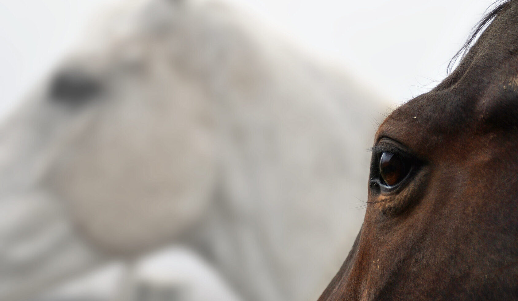 occhio del cavallo 02